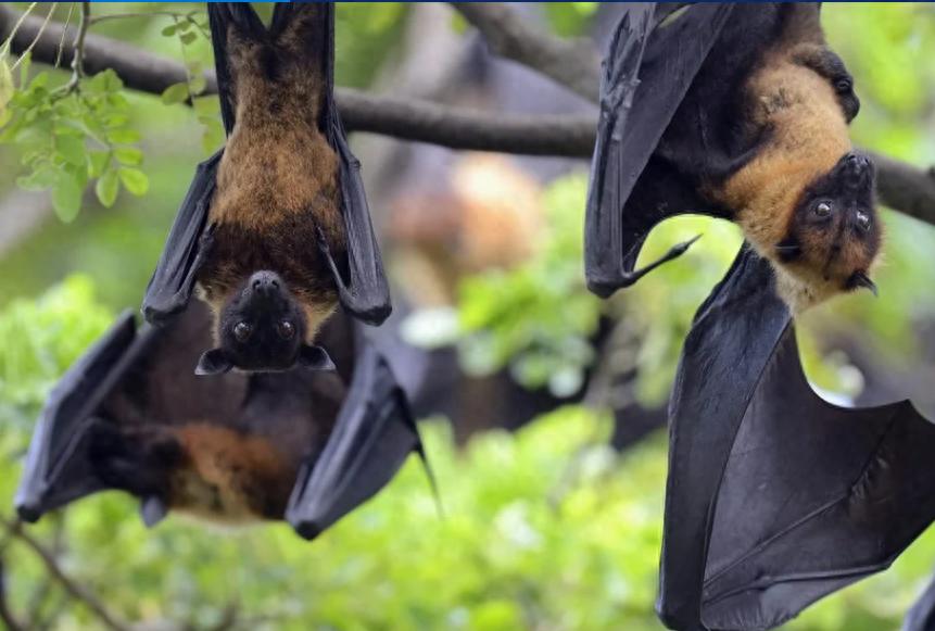 尼帕病毒传播途径_尼帕病毒疫情_疫情