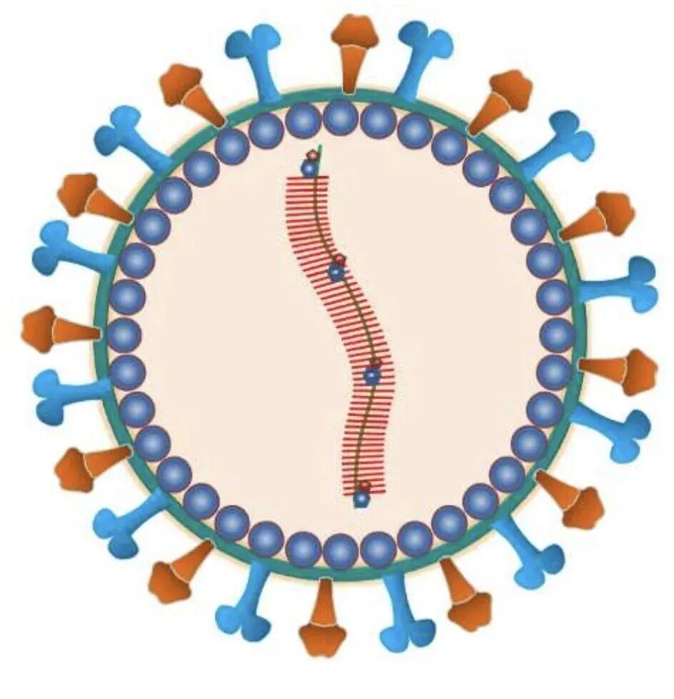 疫情_印度尼帕病毒疫情_尼帕病毒感染症状