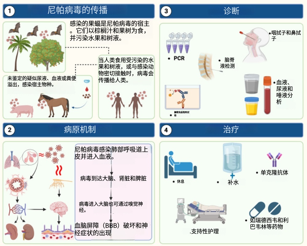 尼帕病毒印度疫情_尼帕病毒医院爆发防控措施_疫情