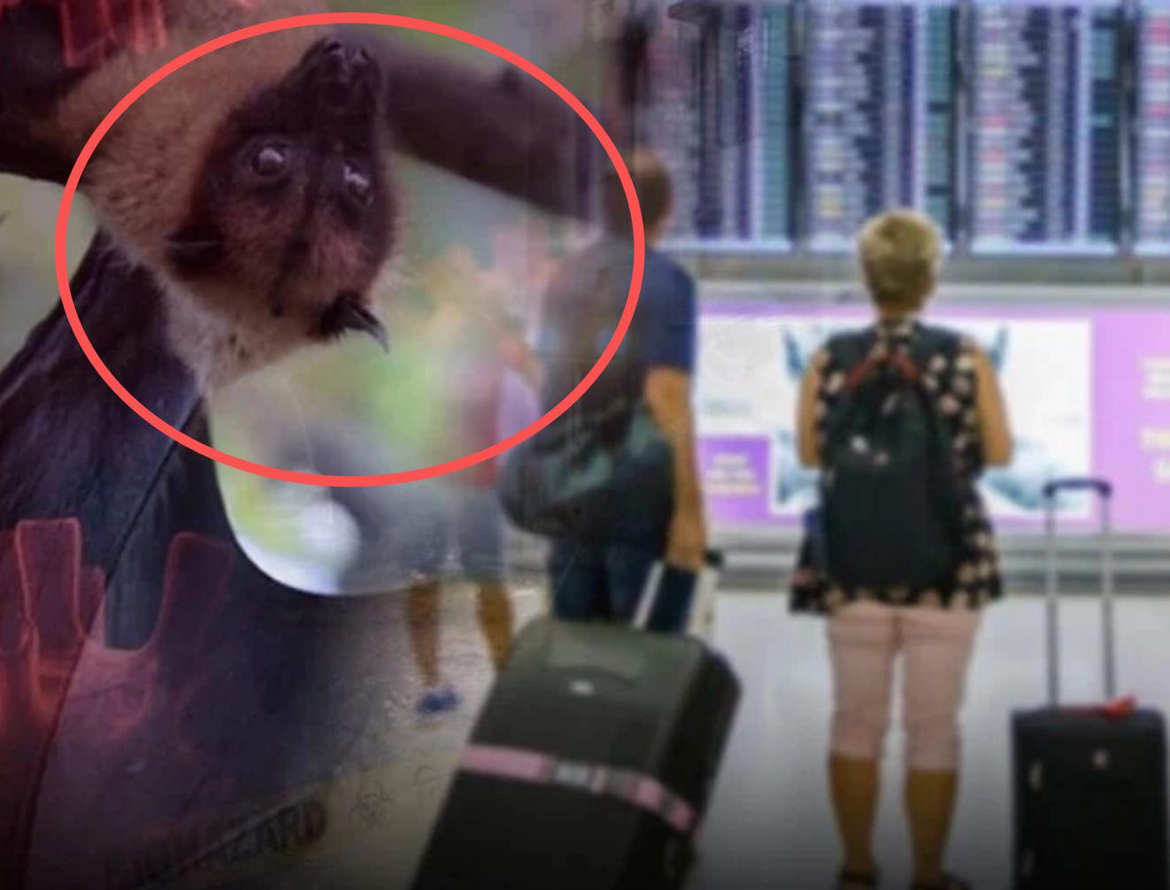 尼帕病毒疫情 中国疾控局 防控措施_疫情