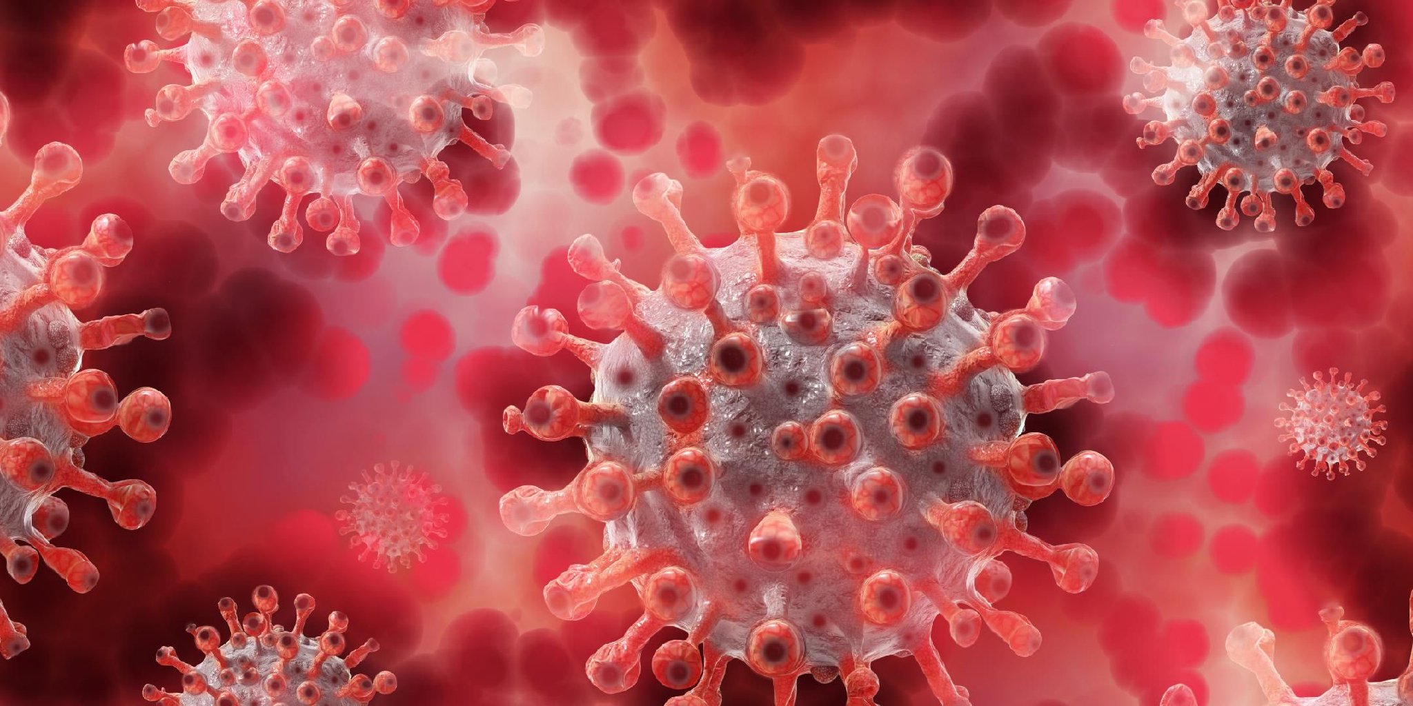 疫情_印度尼帕病毒病_尼帕病毒疫情