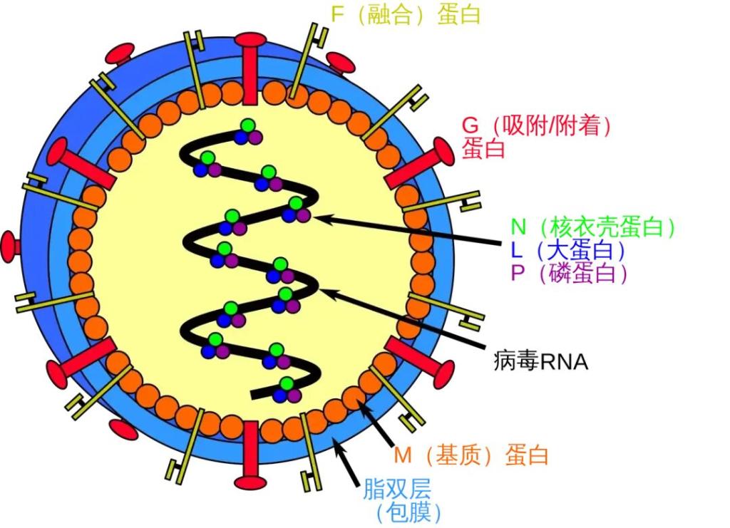 印度尼帕病毒传播途径_疫情_尼帕病毒疫情